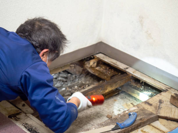 Best Mold Cleaning Services  in Silverdale, WA