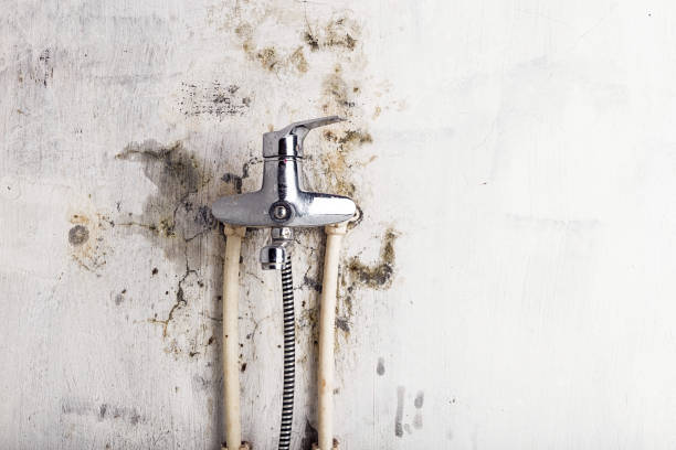 Best Same-Day Mold Removal  in Silverdale, WA