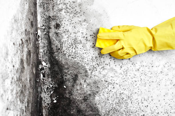 Best Home Mold Removal  in Silverdale, WA
