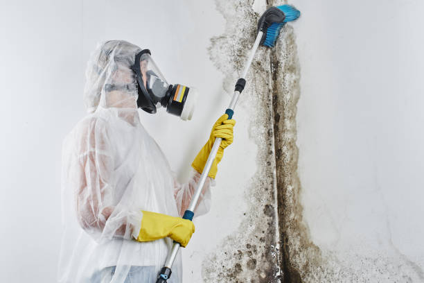 Best Fast Mold Removal  in Silverdale, WA