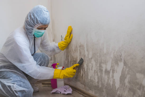 Home Mold Removal in Silverdale, WA