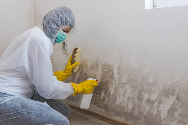 Best Mold Inspection  in Silverdale, WA