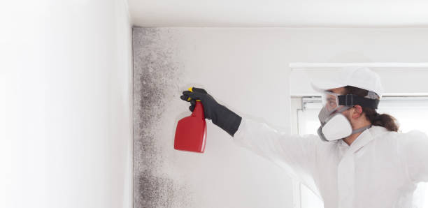 Best Mold Damage Repair  in Silverdale, WA