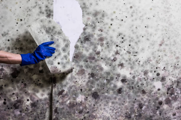 Best Professional Mold Removal  in Silverdale, WA